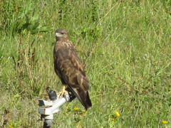 Buteo buteo