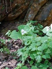 Trillium simile