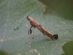 Caloptilia populetorum