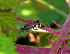 Lestiphorus bicinctus
