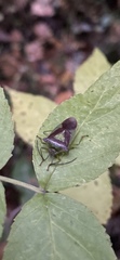 Acanthosoma haemorrhoidale