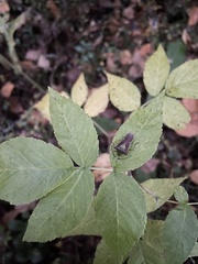 Acanthosoma haemorrhoidale