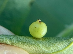 Caryomyia leviglobus