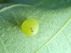 Caryomyia leviglobus