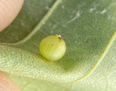 Caryomyia leviglobus