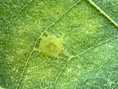 Caryomyia leviglobus