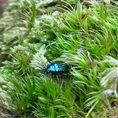 Alticina