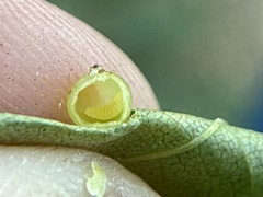 Caryomyia leviglobus