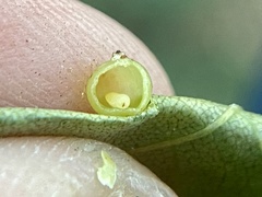 Caryomyia leviglobus