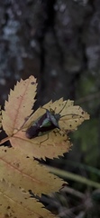 Acanthosoma haemorrhoidale