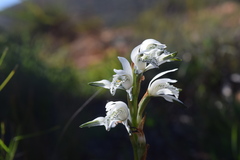 Chloraea multiflora