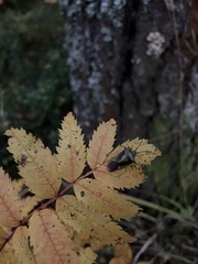 Acanthosoma haemorrhoidale