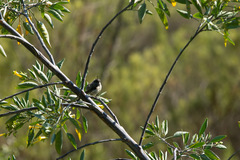 Anairetes parulus parulus