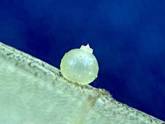 Caryomyia leviglobus