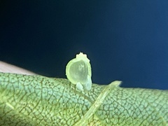 Caryomyia leviglobus