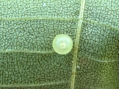 Caryomyia leviglobus