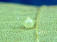 Caryomyia leviglobus