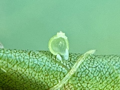 Caryomyia leviglobus