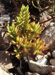 Crassula mollis