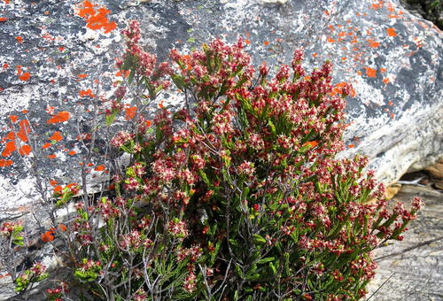 Square Gonna (Passerina quadrifaria)