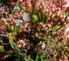 Passerina quadrifaria