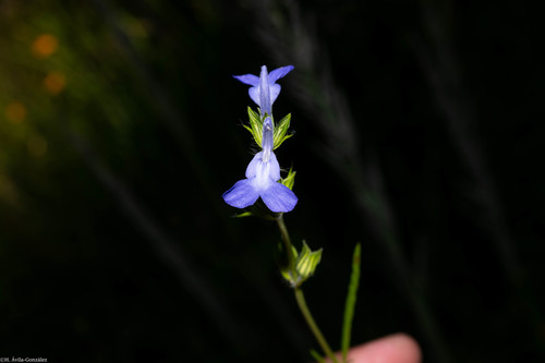 Salvia emaciata