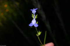 Salvia emaciata