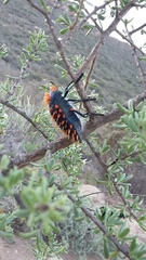 Julodis