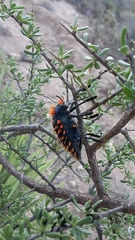 Julodis