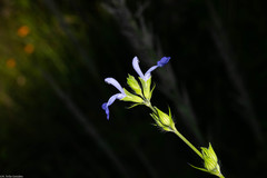 Salvia emaciata