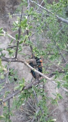 Julodis