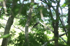 Myiodynastes luteiventris