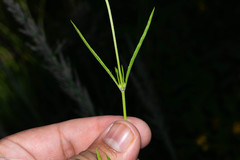 Salvia emaciata