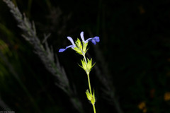 Salvia emaciata