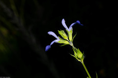 Salvia emaciata