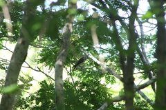 Myiodynastes luteiventris