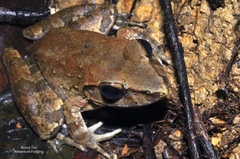 Limnonectes leporinus