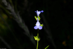 Salvia emaciata