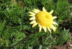 Cotula duckittiae
