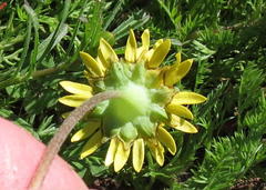 Cotula duckittiae