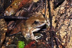 Limnonectes leporinus