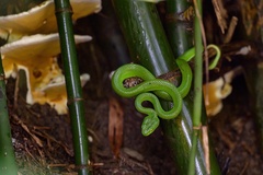 Trimeresurus macrops