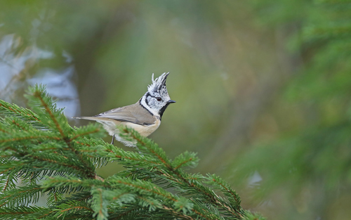 Herrerillo capuchino (Lophophanes cristatus)