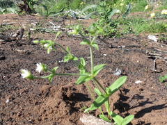 Cerastium capense