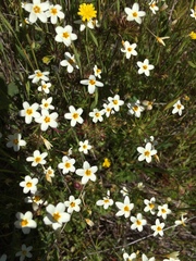 Leptosiphon parviflorus