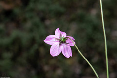 Cosmos ochroleucoflorus