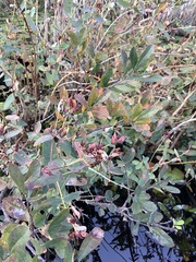 Rhododendron canadense