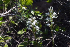 Chloraea multiflora