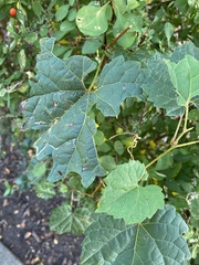 Phyllocnistis vitifoliella