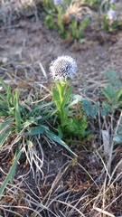 Globularia